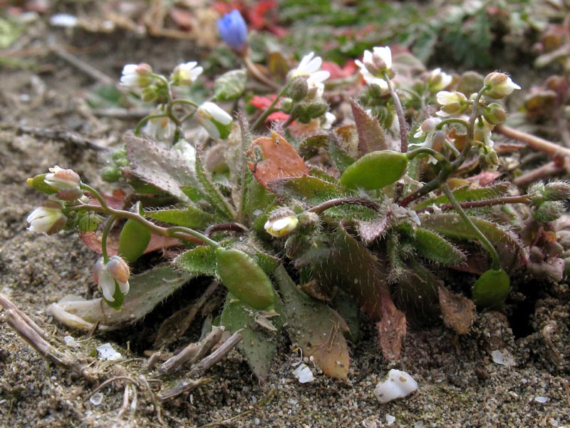 Image of Erophila verna specimen.