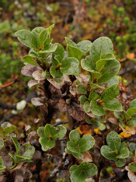 Image of Salix myrsinites specimen.