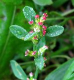 genus Polygonum. Верхушка цветущего растения. Республика Татарстан, г. Бавлы. 26.09.2009.