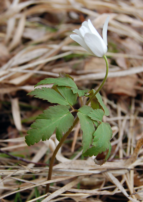 Изображение особи Anemone altaica.