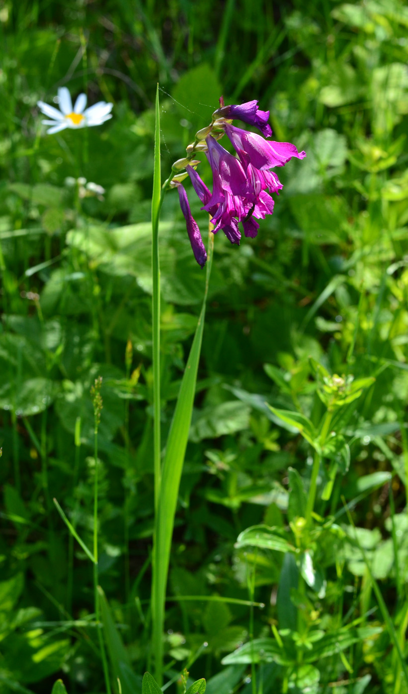 Image of Gladiolus tenuis specimen.