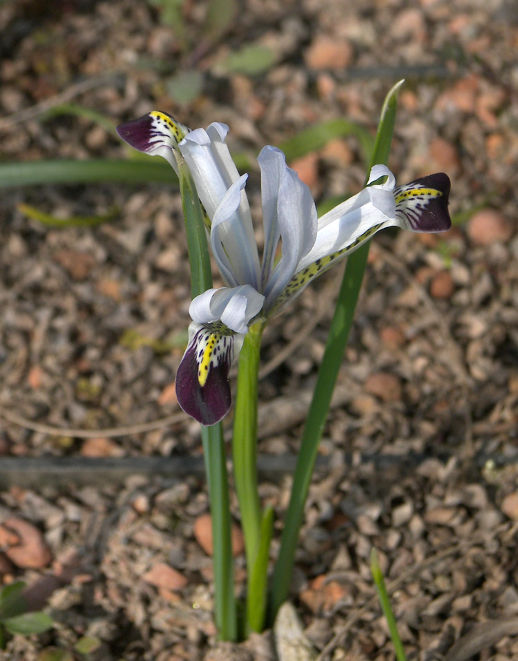 Image of Iridodictyum zagricum specimen.