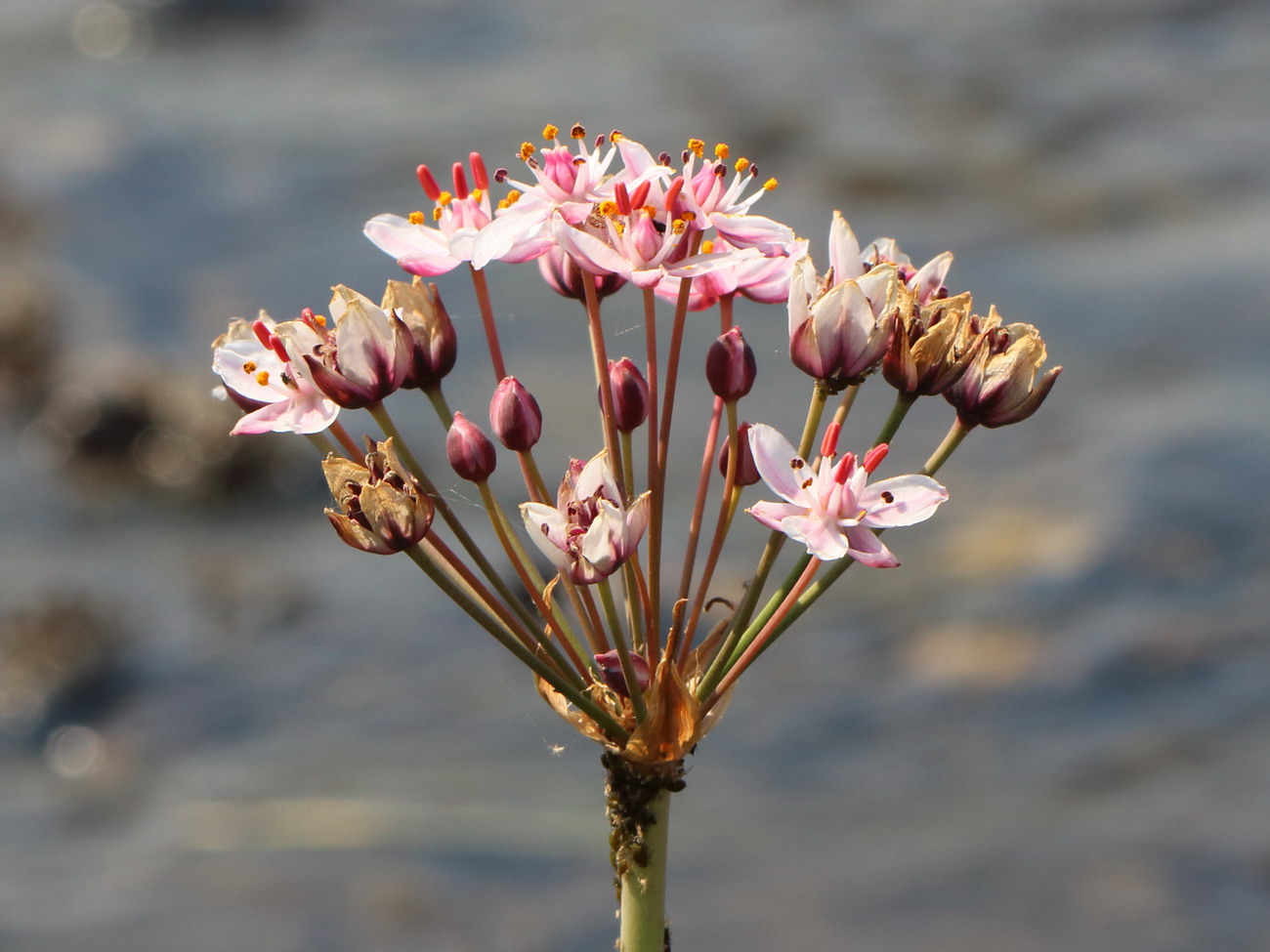 Изображение особи Butomus umbellatus.