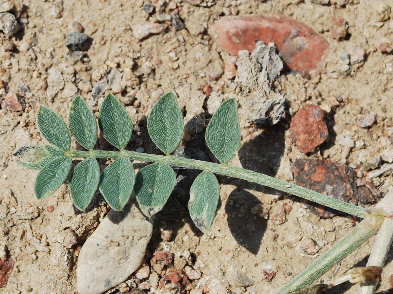 Image of Astragalus ferganensis specimen.