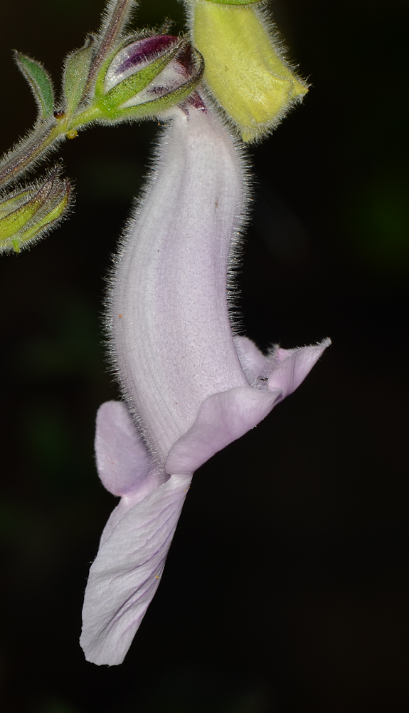 Image of Ceratotheca triloba specimen.