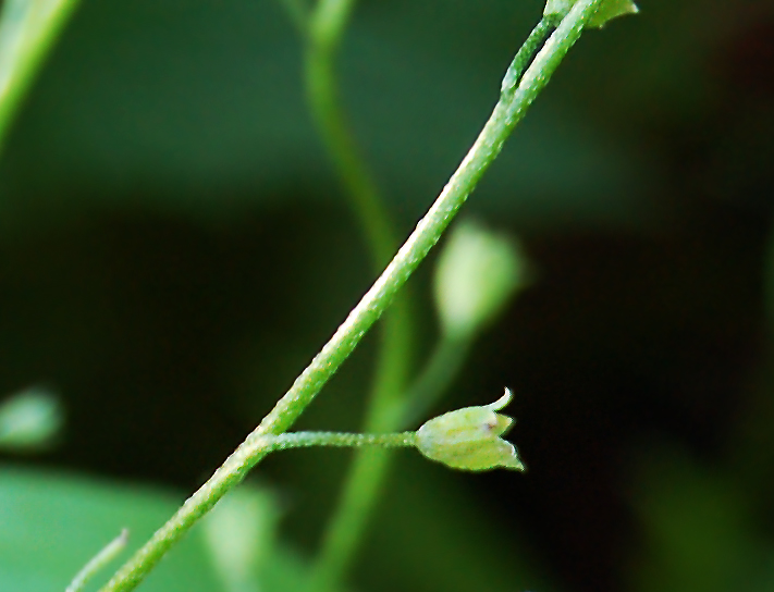 Image of Myosotis nemorosa specimen.