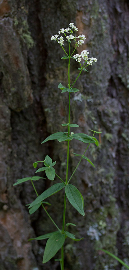 Изображение особи Galium boreale.