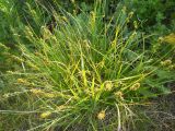 Смотреть изображение Carex polyphylla