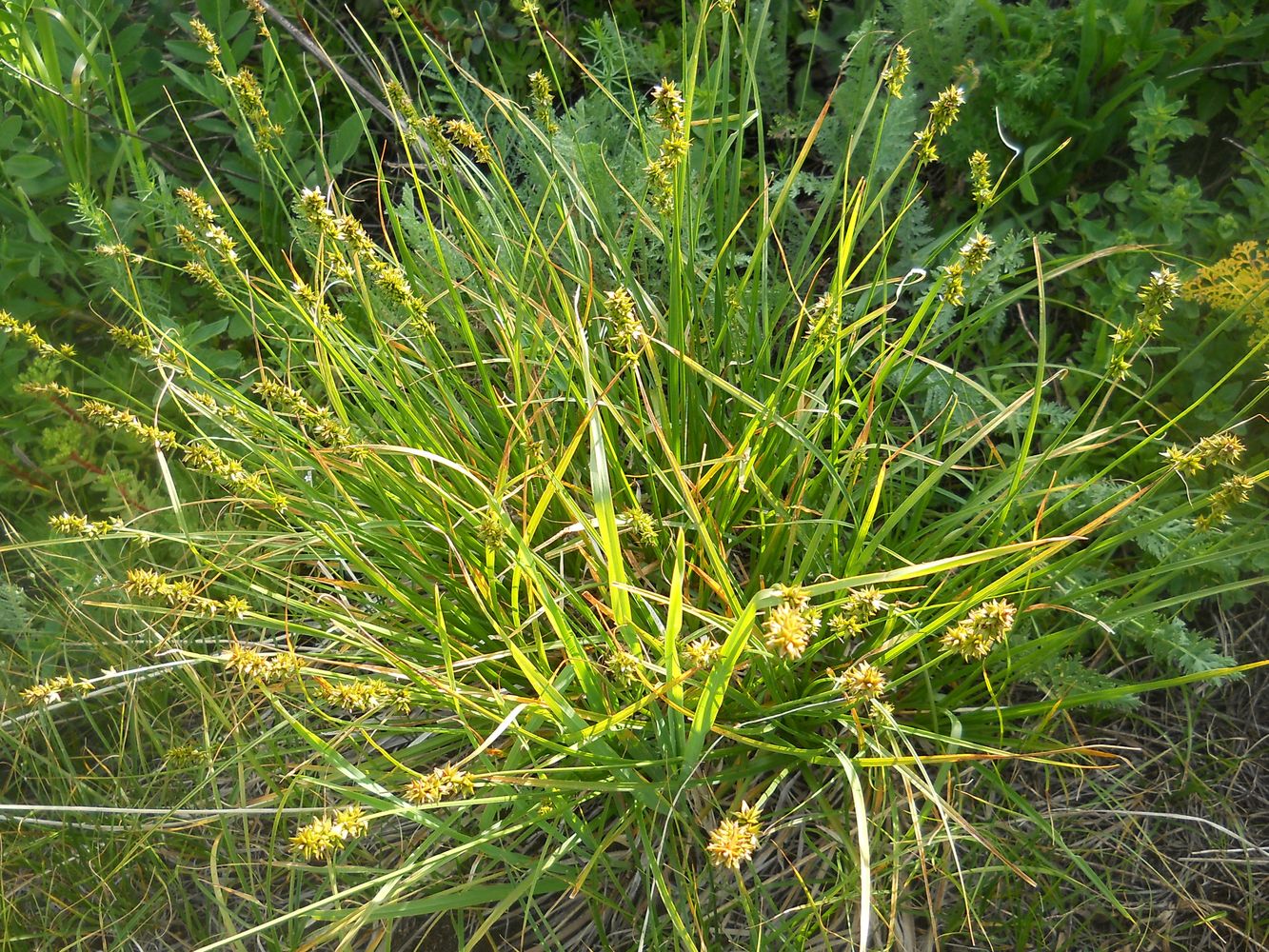 Image of Carex polyphylla specimen.