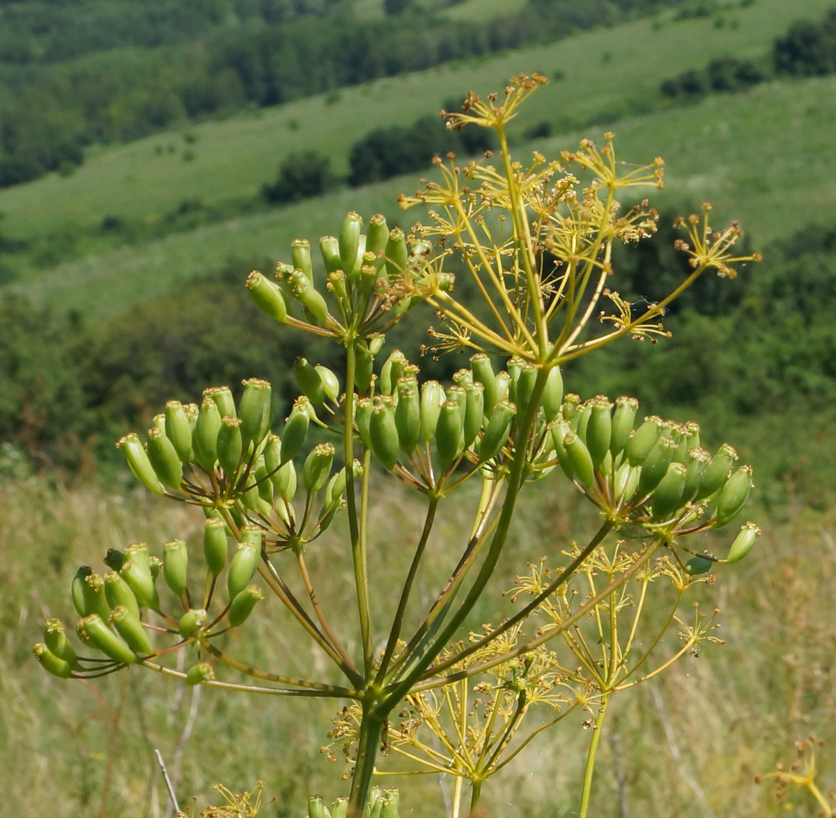 Image of Ferula songarica specimen.