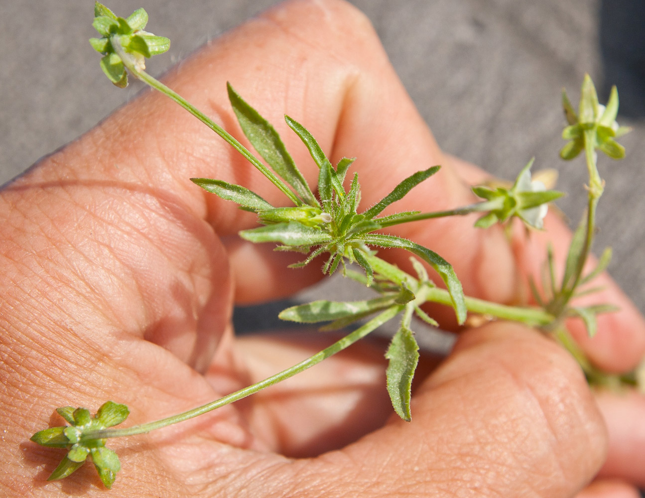 Image of Viola kitaibeliana specimen.