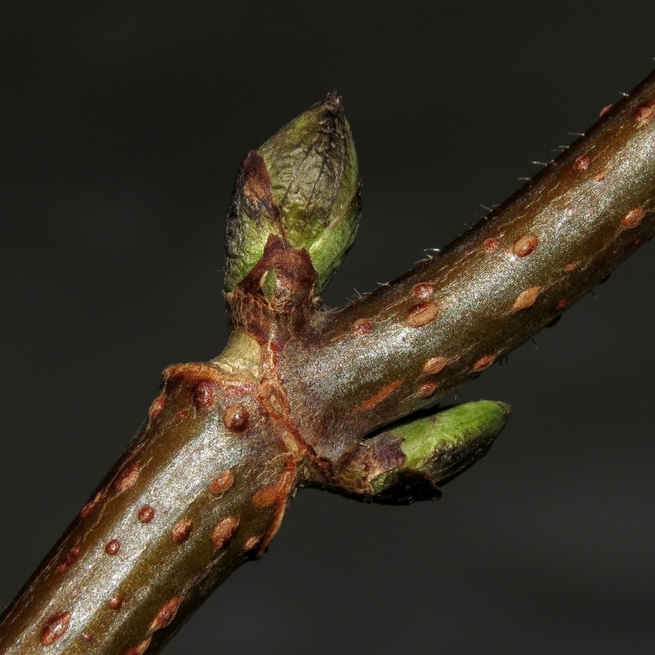 Image of Sambucus racemosa specimen.