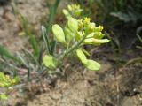 Meniocus linifolius. Верхушка цветущей и плодоносящей ветви растения. Казахстан, г. Тараз, долина р. Карасу, лёссовые отложения на склоне зап. экспозиции. 26 марта 2016 г.