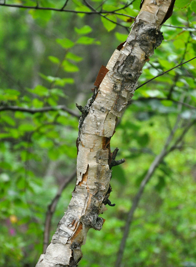 Image of Betula costata specimen.