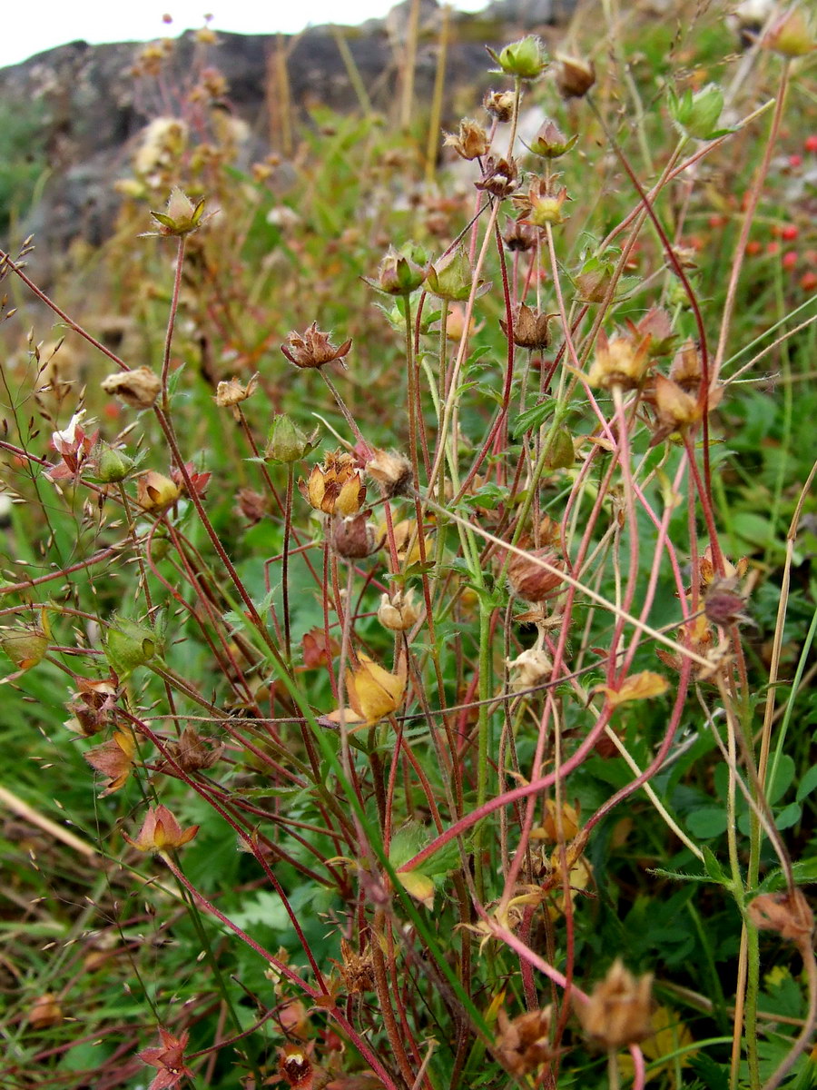 Image of genus Potentilla specimen.