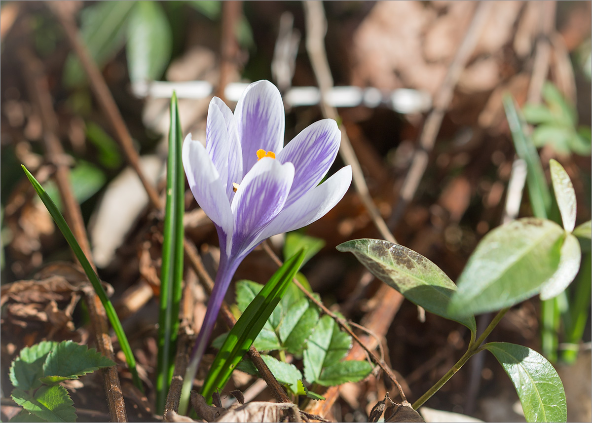 Изображение особи Crocus vernus.