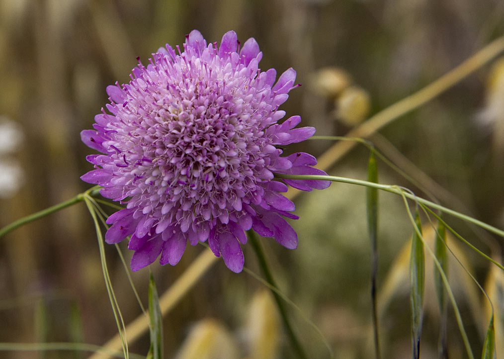 Изображение особи Sixalix atropurpurea.