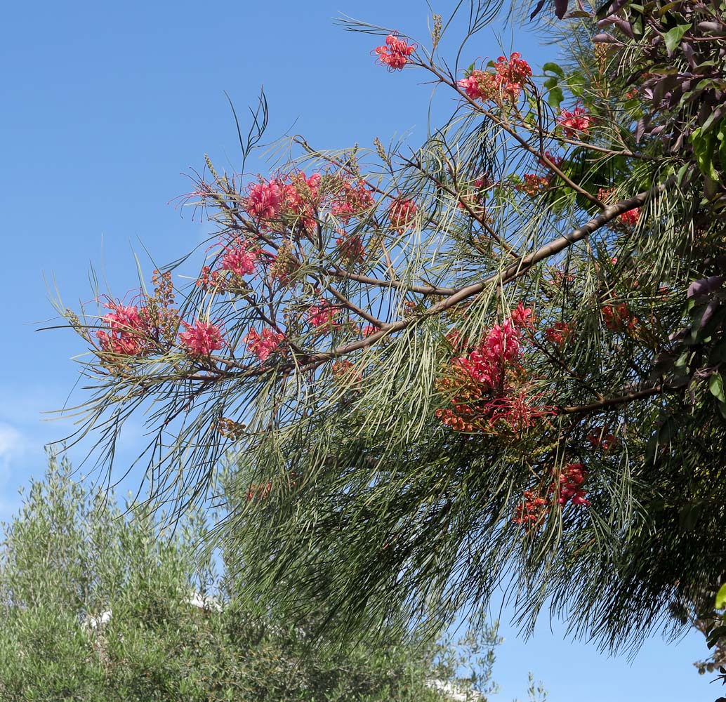 Image of Grevillea longistyla specimen.