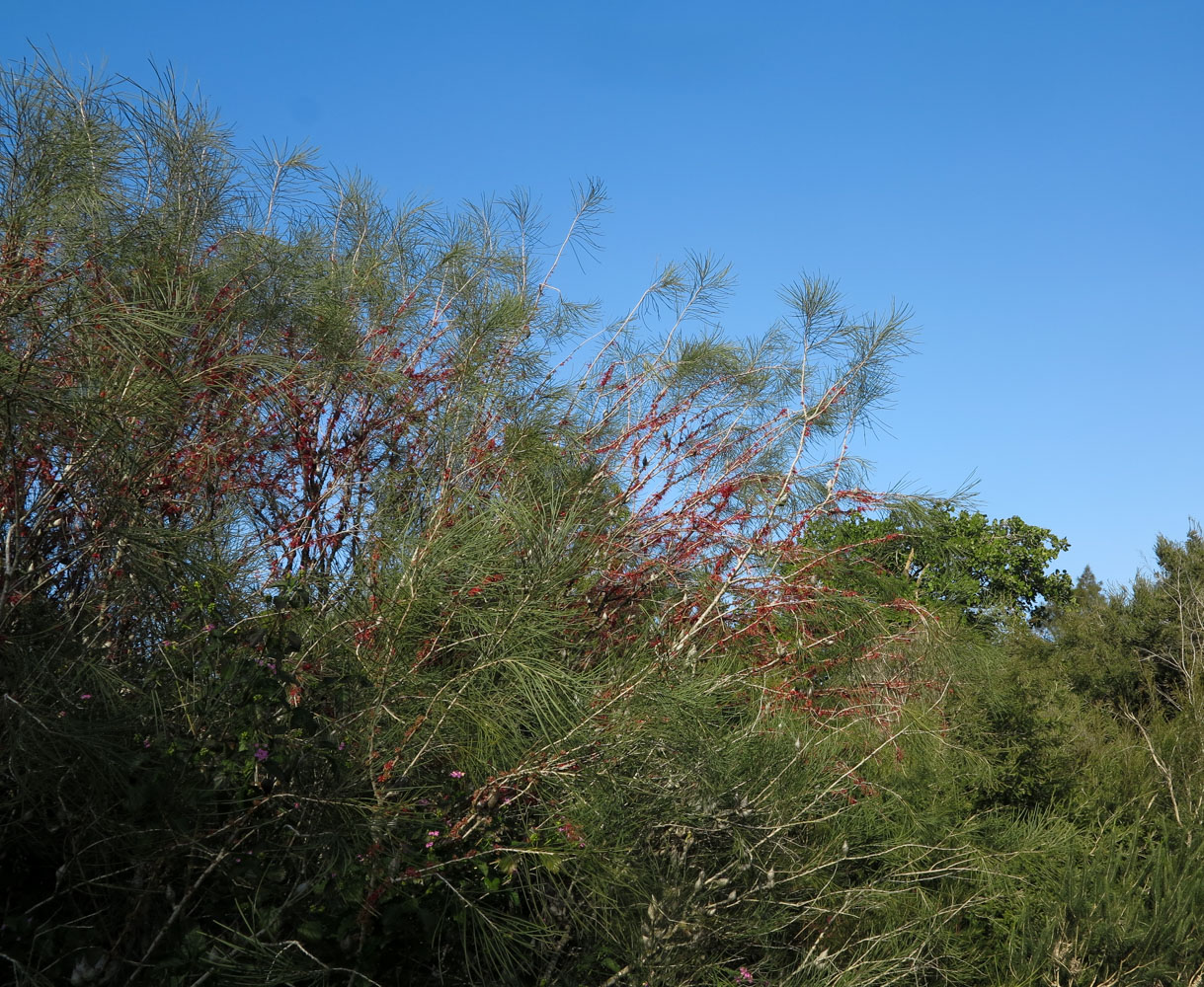 Image of Hakea orthorrhyncha specimen.