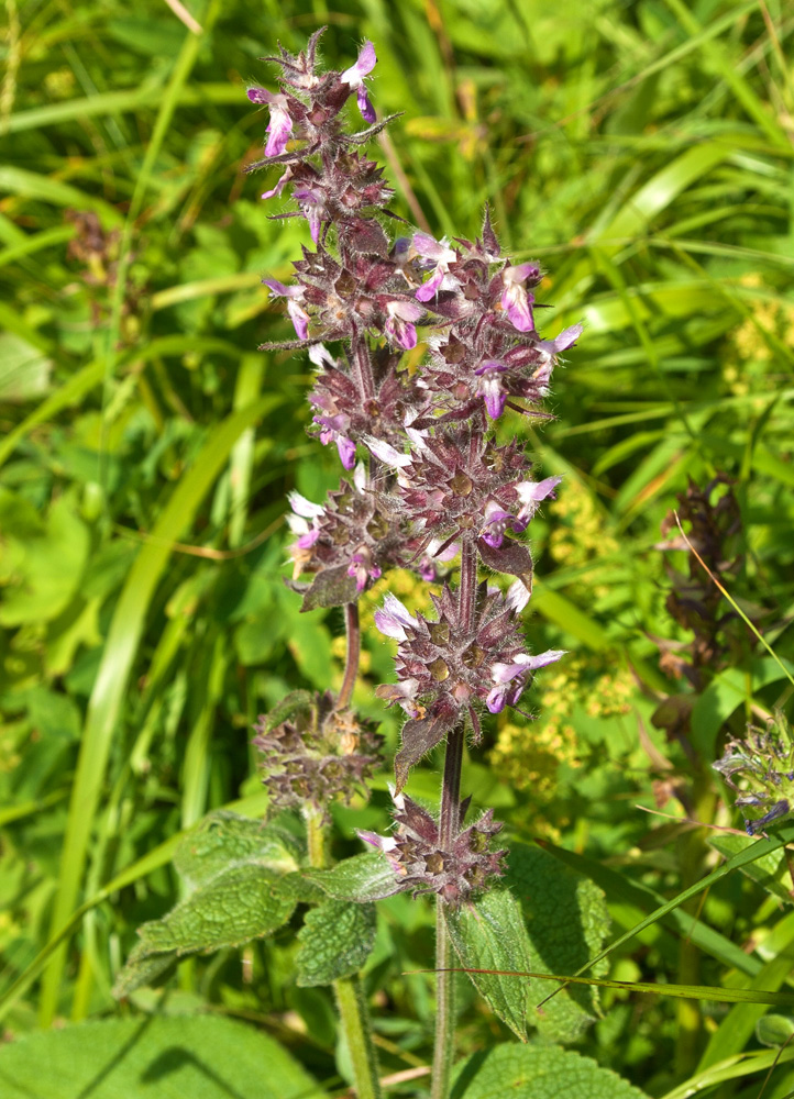 Image of Stachys balansae specimen.