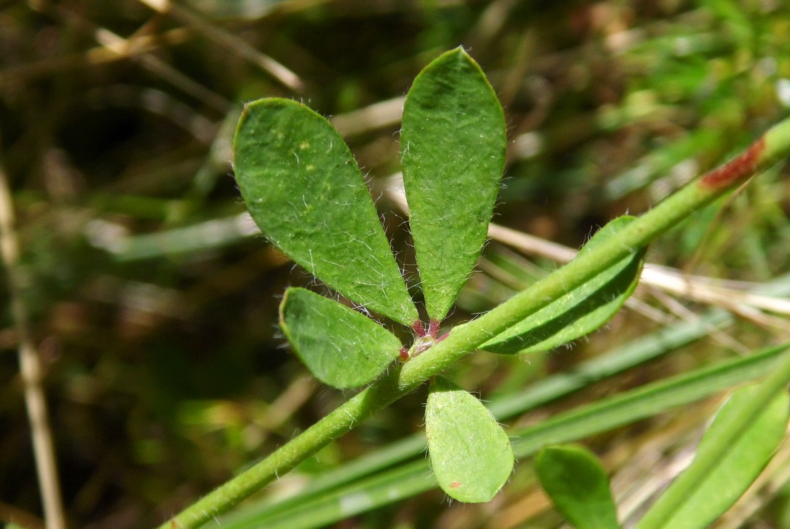 Image of Dorycnium herbaceum specimen.