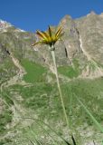 Tragopogon filifolius