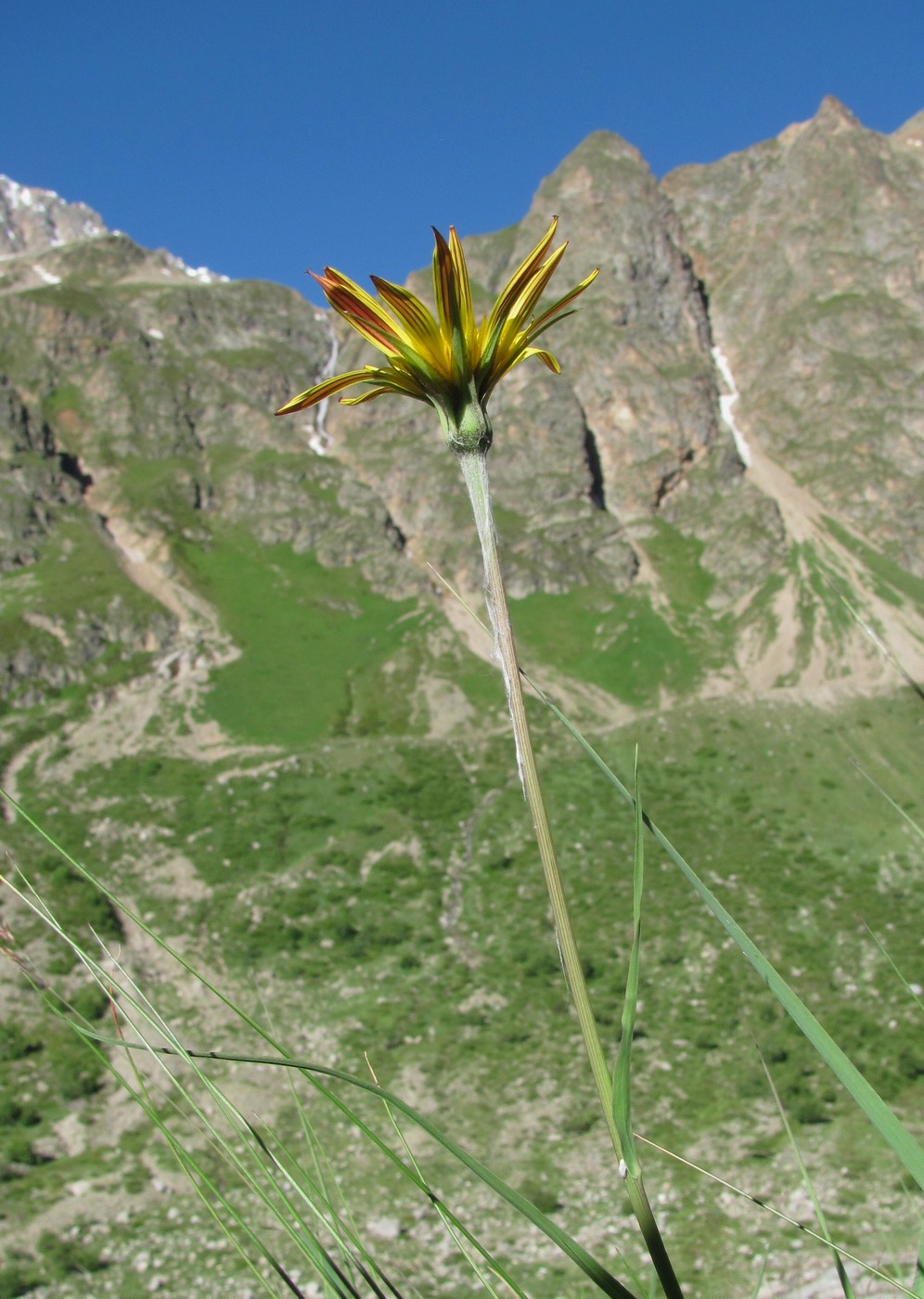 Image of Tragopogon filifolius specimen.