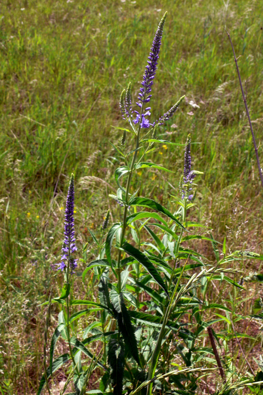 Image of Veronica longifolia specimen.