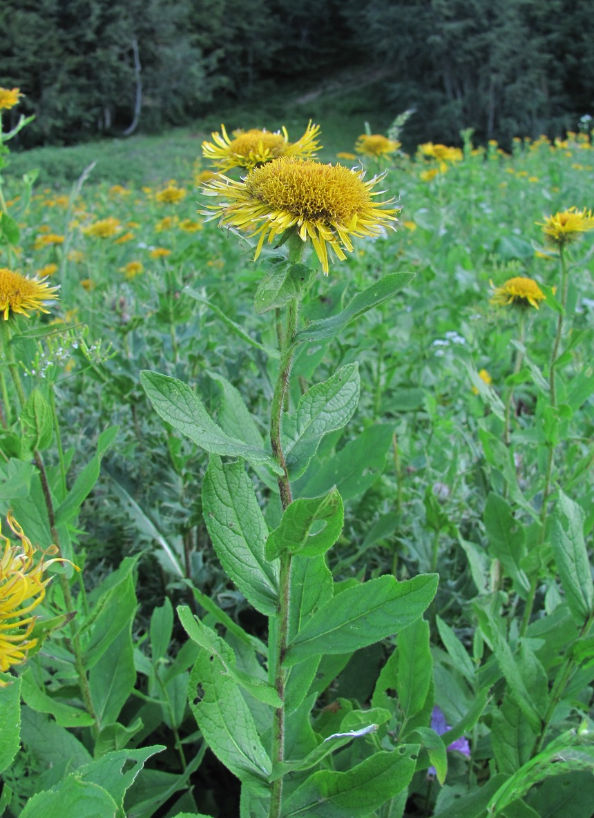 Image of Inula grandiflora specimen.