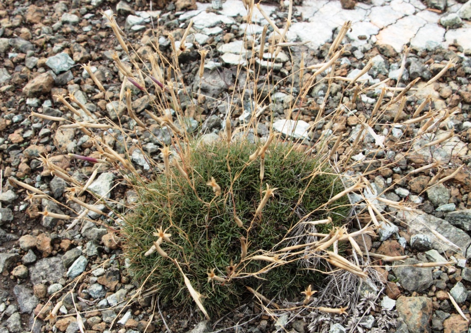 Изображение особи Dianthus klokovii.