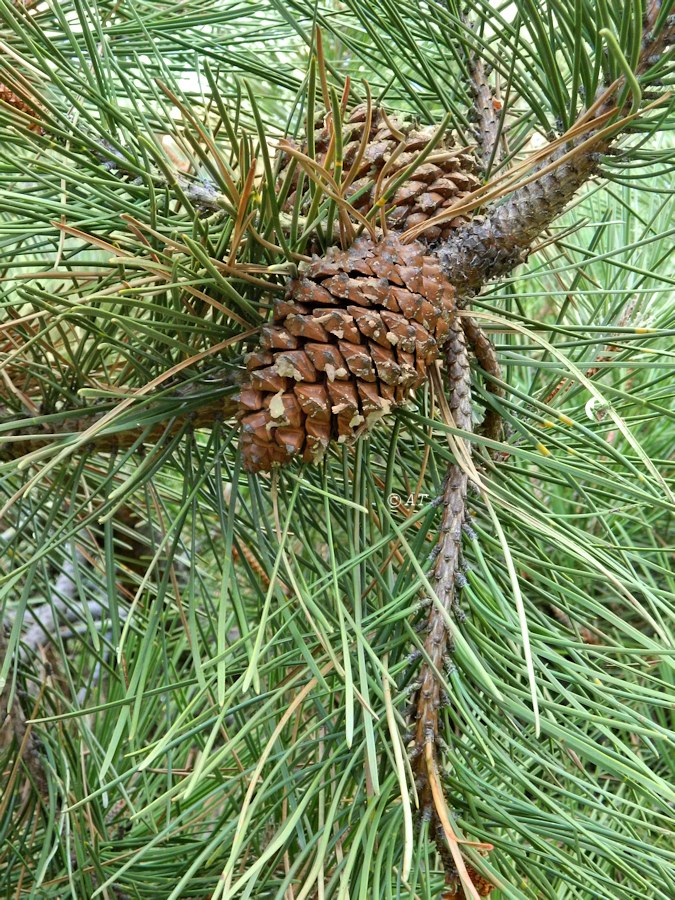 Изображение особи Pinus nigra.