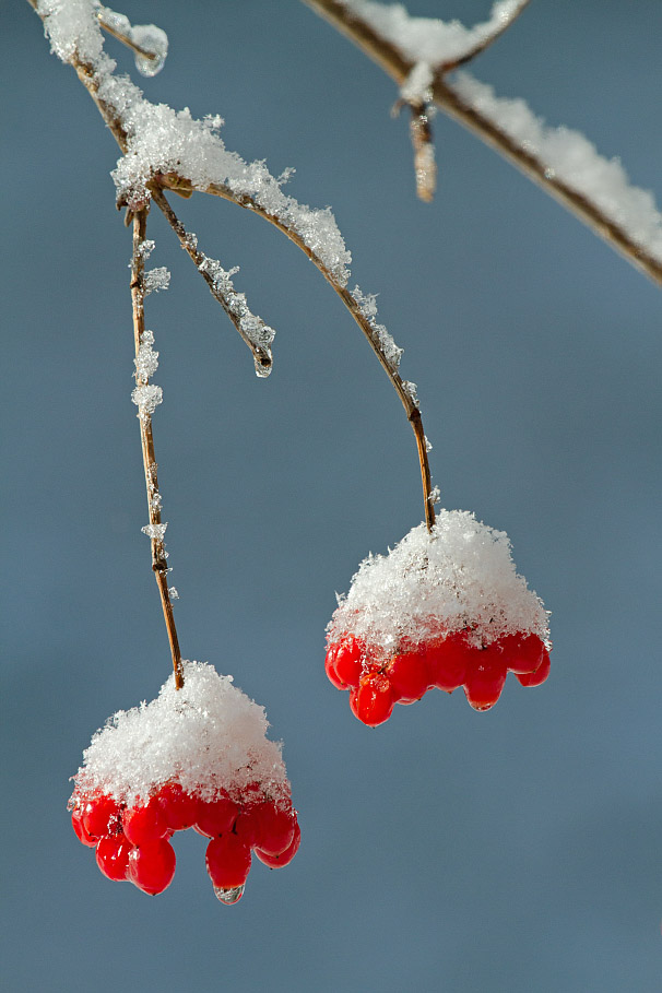 Image of Viburnum opulus specimen.