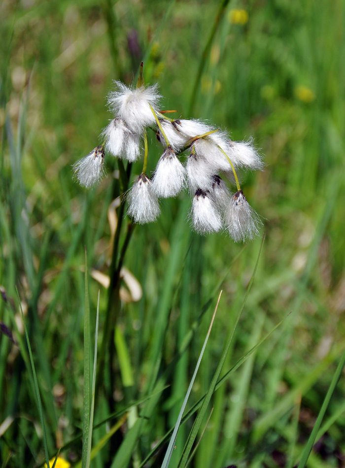 Image of Eriophorum angustifolium specimen.