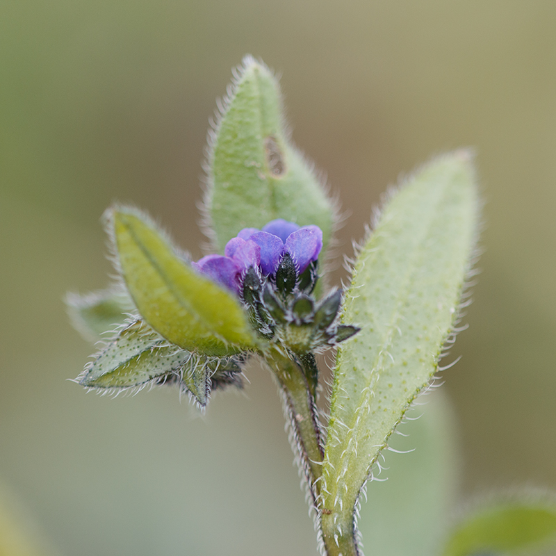 Image of Asperugo procumbens specimen.