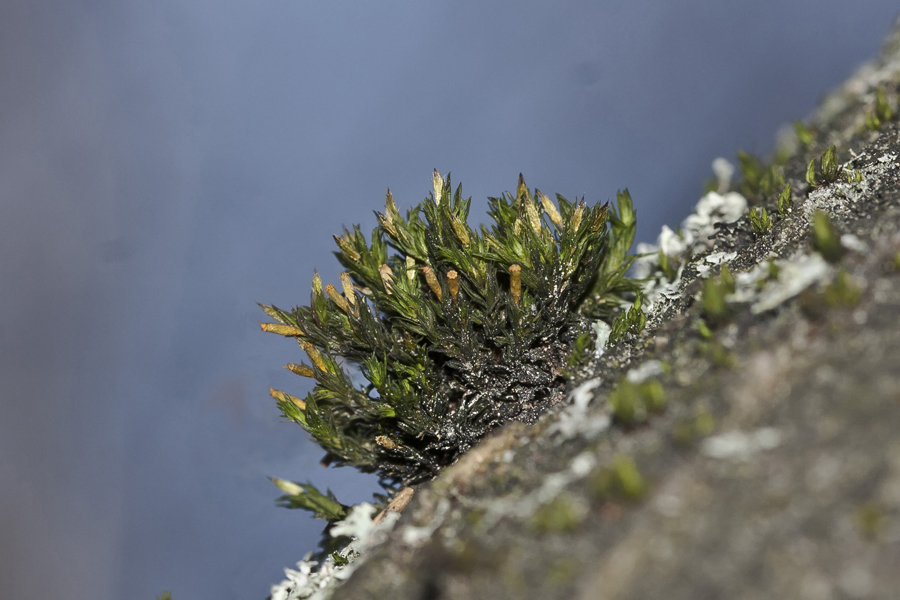 Image of Lewinskya speciosa specimen.