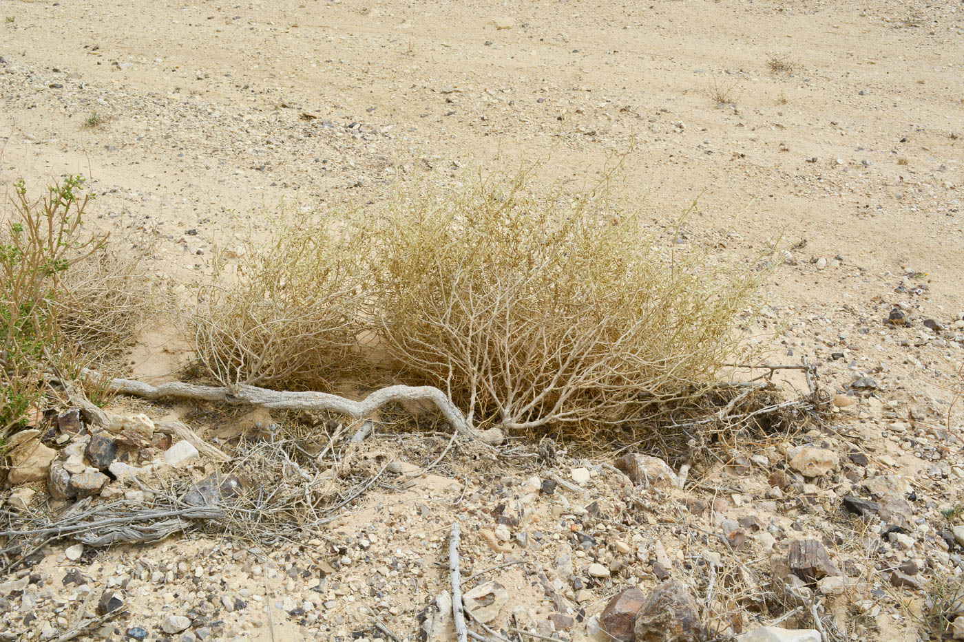 Image of Aerva javanica specimen.