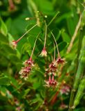 Phyllanthus pulcher. Верхушка побега с бутонами и цветками. Таиланд, о-в Пхукет, курорт Ката, двор, в культуре. 19.01.2017.