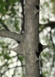 Смотреть изображение Zanthoxylum simulans