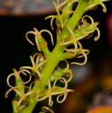Codiaeum variegatum. Часть соцветия с пестичными цветками. Израиль, впадина Мёртвого моря, киббуц Эйн-Геди. 26.04.2017.