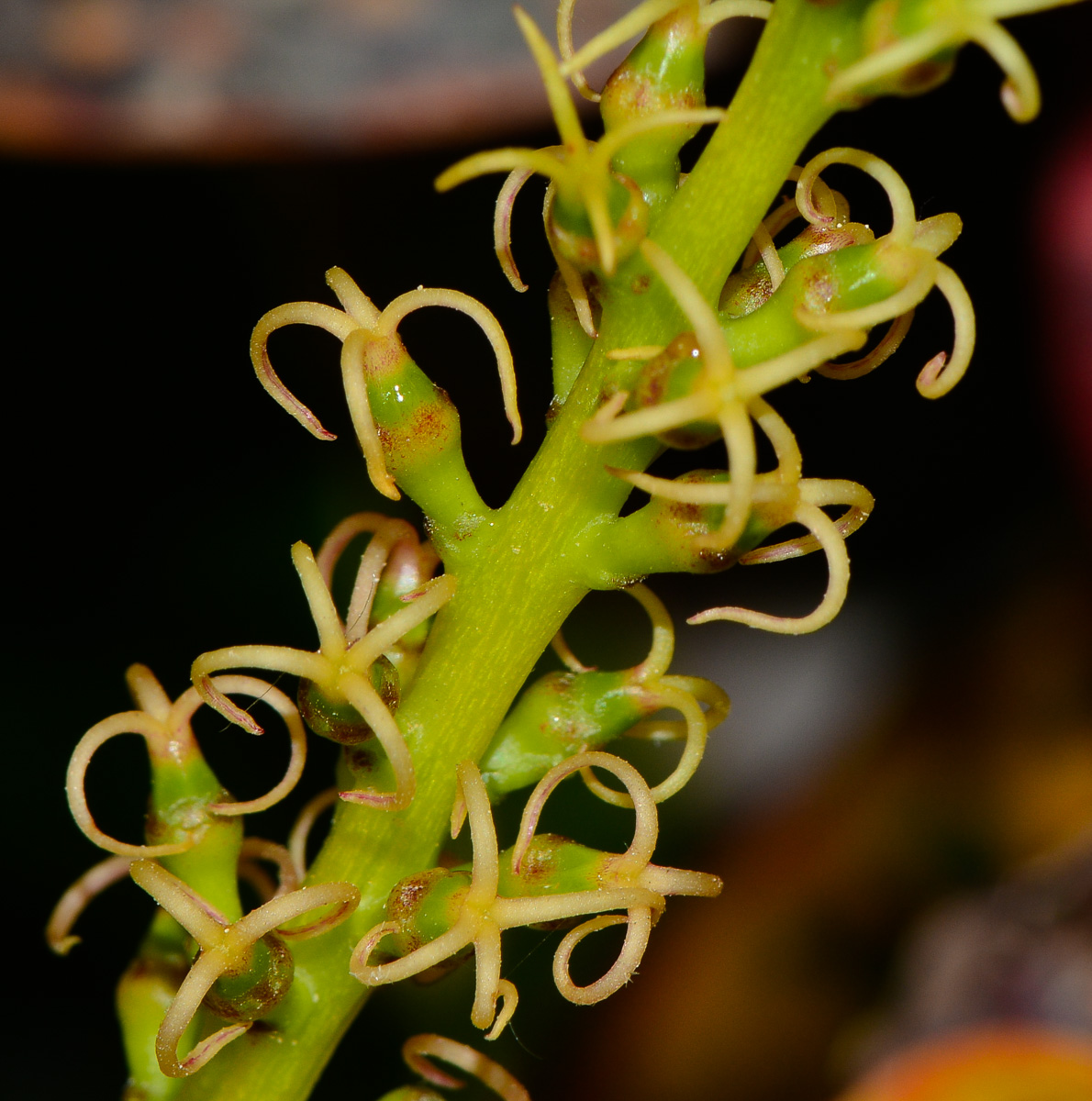 Image of Codiaeum variegatum specimen.