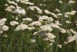 Achillea millefolium. Цветущие растения. Ростовская обл., г. Волгодонск, на окраине Панского леса в поле. 19.06.2017.