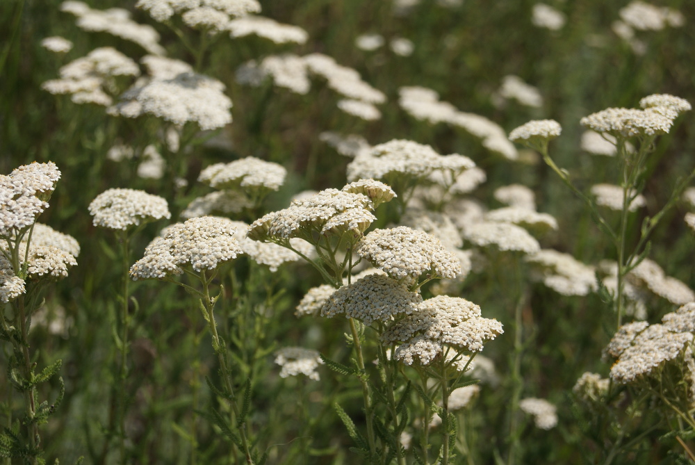 Image of Achillea millefolium specimen.