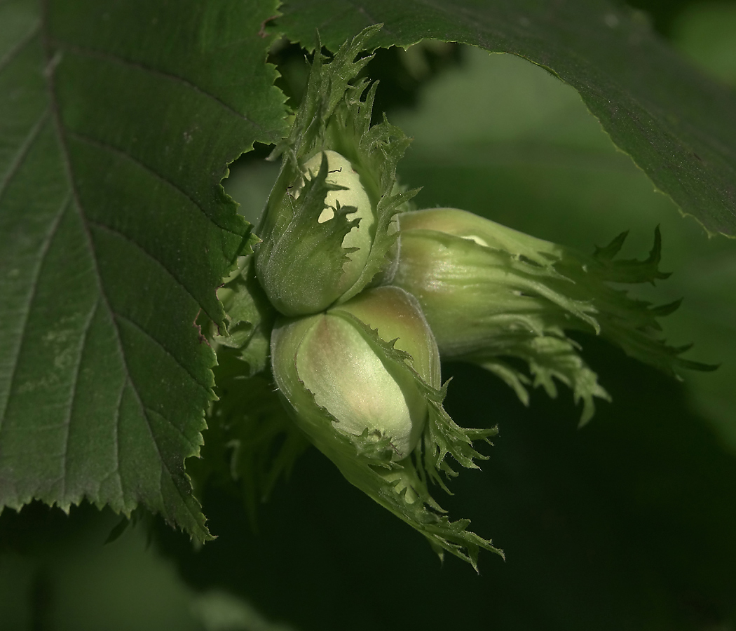 Изображение особи Corylus avellana.