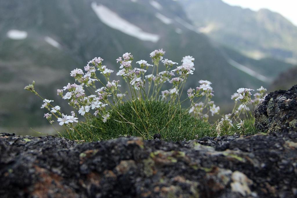 Image of Gypsophila tenuifolia specimen.