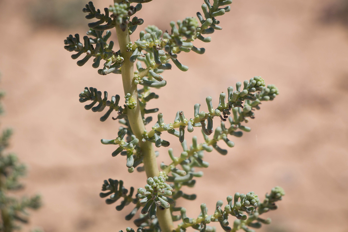 Изображение особи Salsola foliosa.