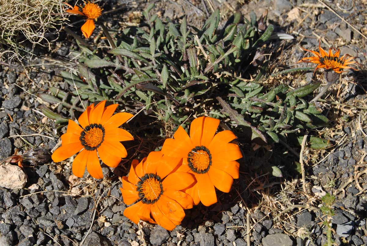 Image of Gazania krebsiana specimen.