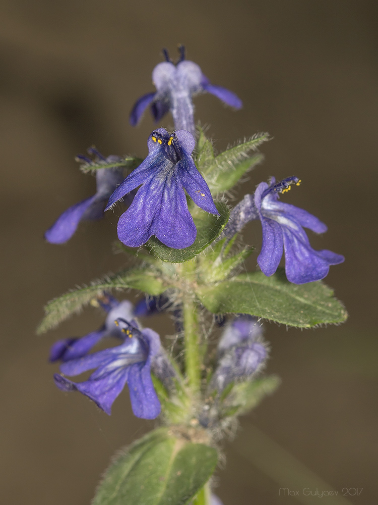 Image of Ajuga genevensis specimen.