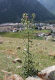 Cirsium vulgare