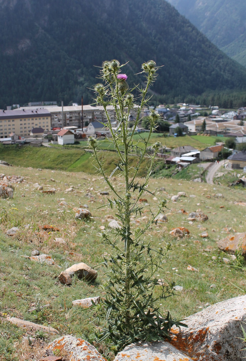 Изображение особи Cirsium vulgare.