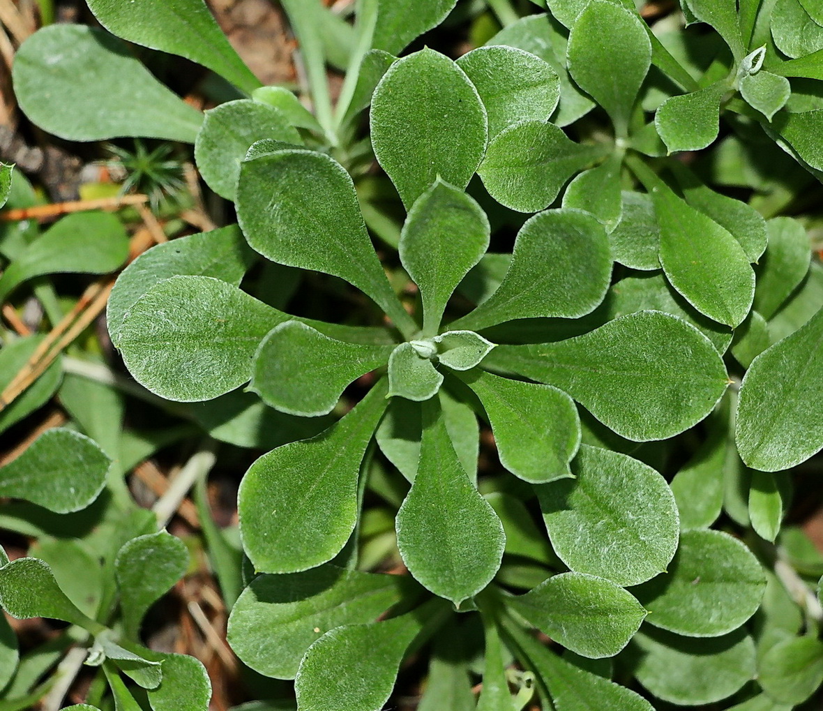 Image of Antennaria dioica specimen.